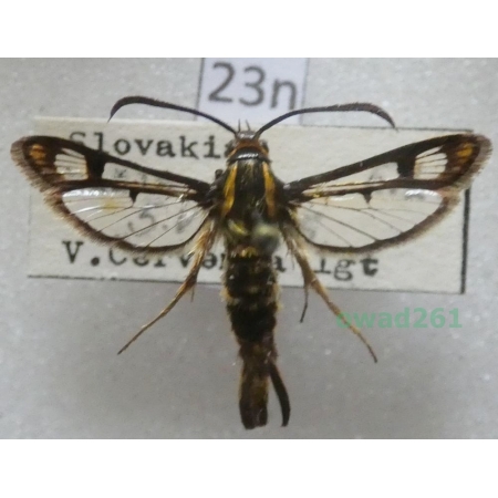 Pyropteron triannuliformis (Freyer, 1843) Czech23n